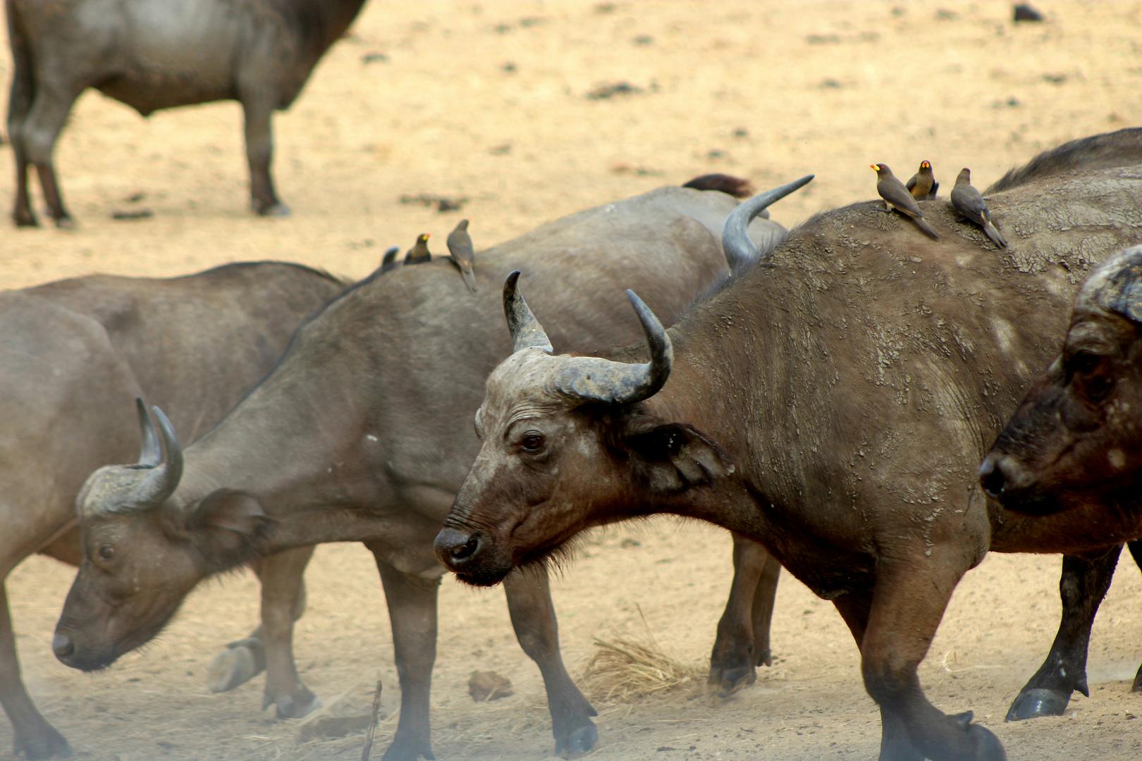Wildlife
